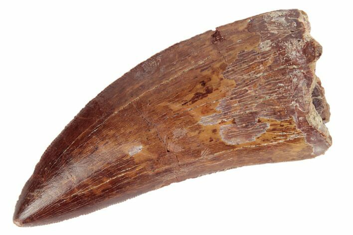 Serrated, Carcharodontosaurus Tooth - Gorgeous Enamel #191965